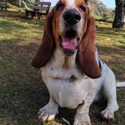 Odie
