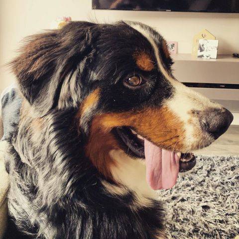 Romeo