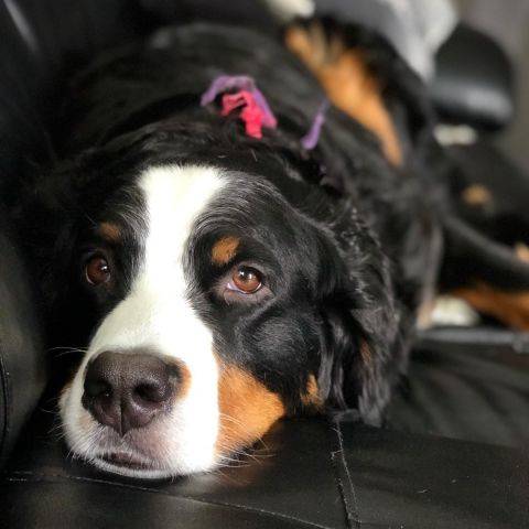 Reuben