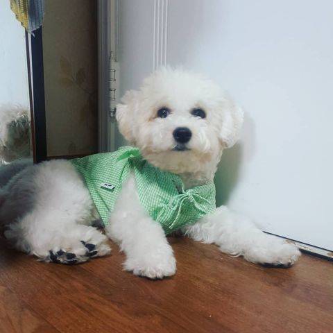Zoya
