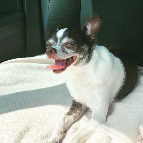 Archie