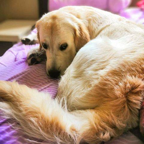 Lilly