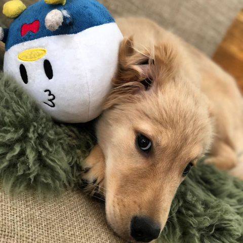 Minnie