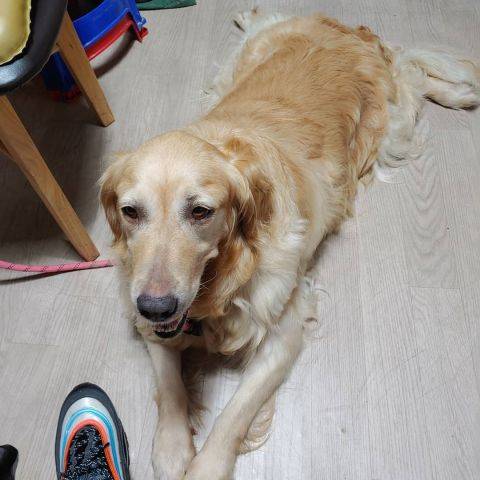 Sadie