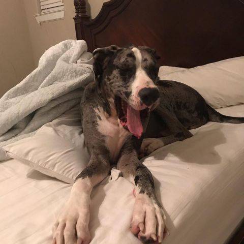 Dakota