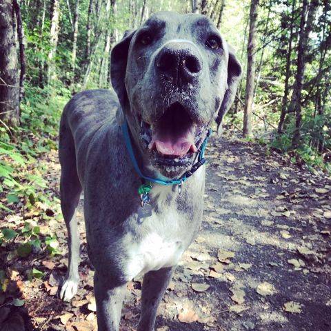 Bailey