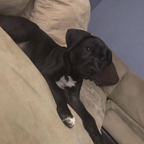 Jrbug