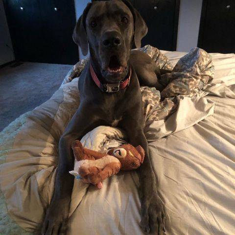 Thor