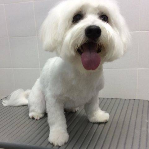 Odie