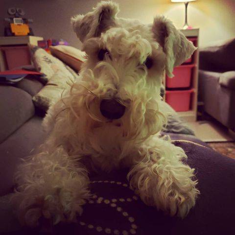 Gracie