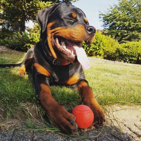 Mozzie