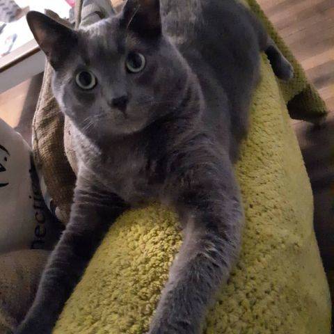 Murphy