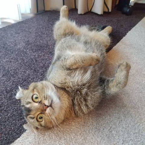 Ollie