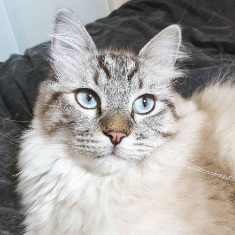 Chico