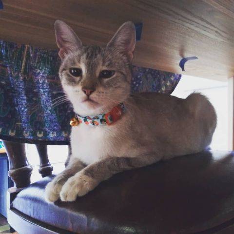 Sylvester