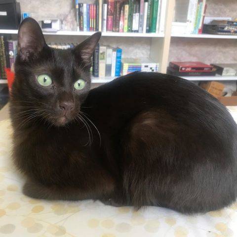 Oliver