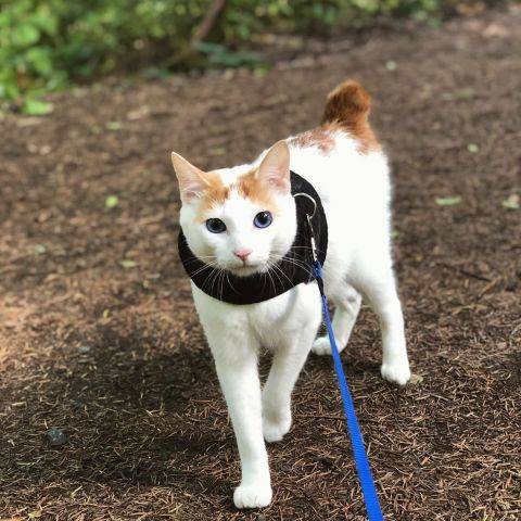 Simba
