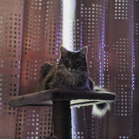 Charlie