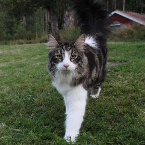 Cleo