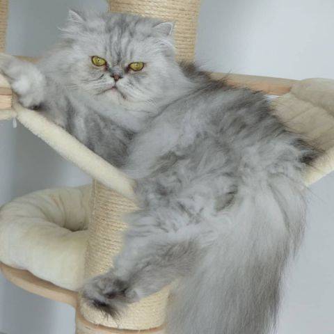 Nala