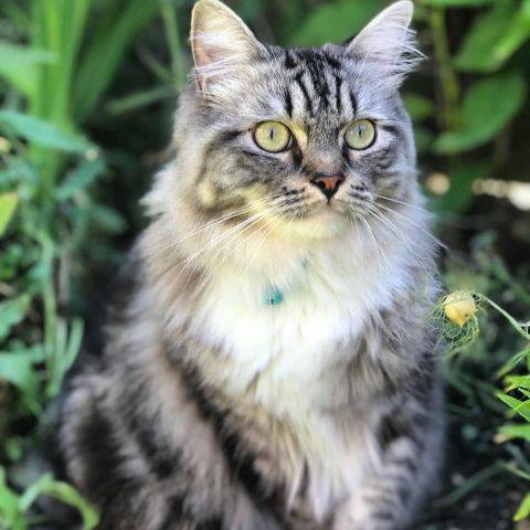 Lola