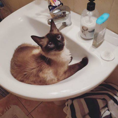 Delilah