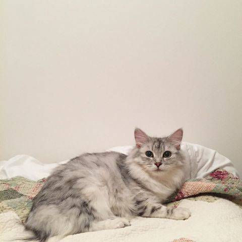 Molly