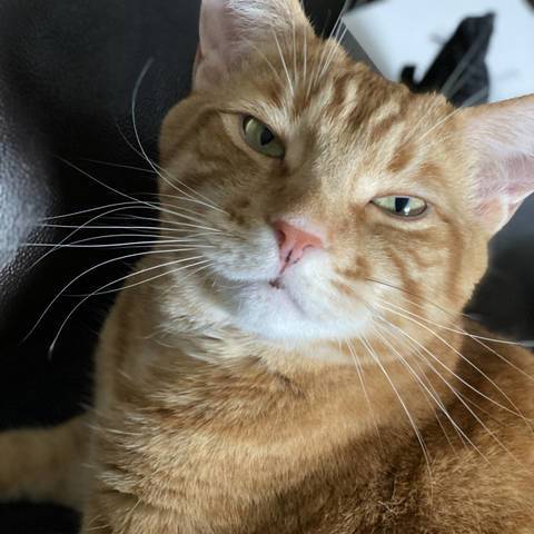 Reggie