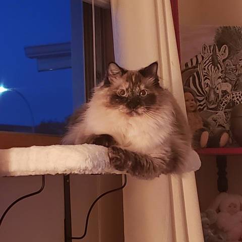 Stella