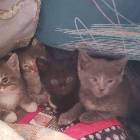 Bayne, Chloe, munchkin, Starfire