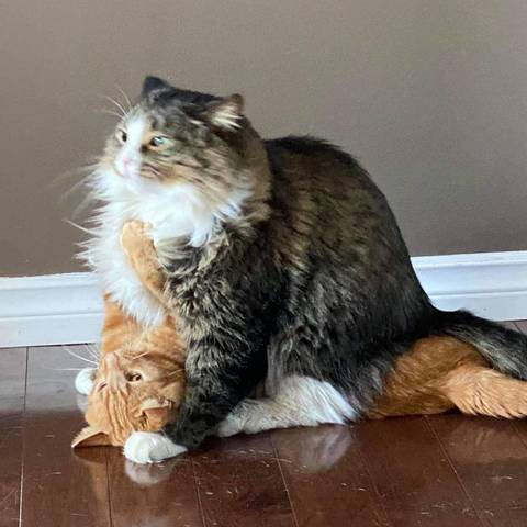 Smudge % Moapis