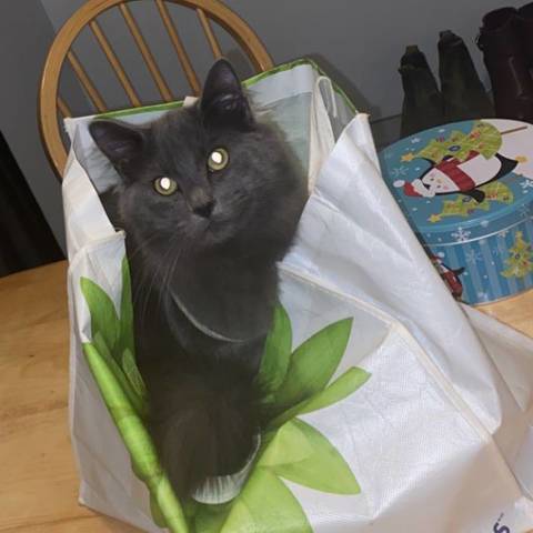 Dill