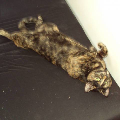 miina kissa