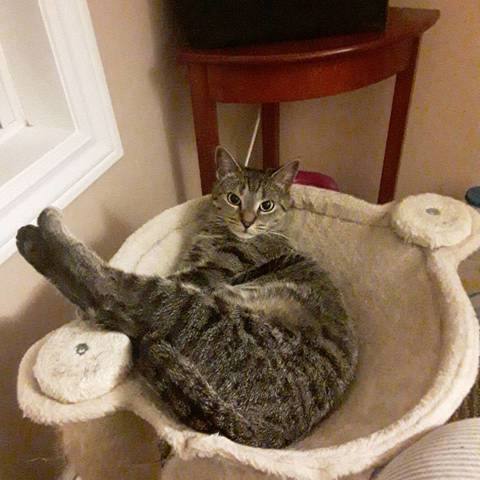Cally