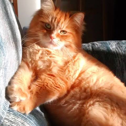 Raoul