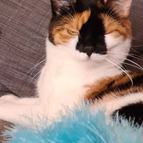 Molly