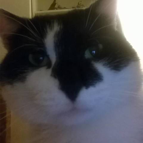Mr Cat