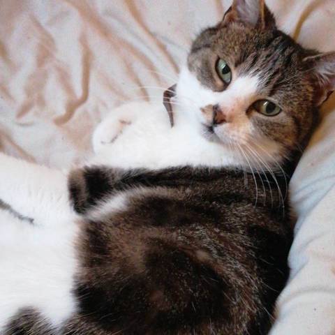 Cleio