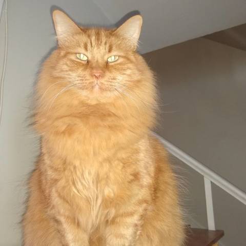 Archie