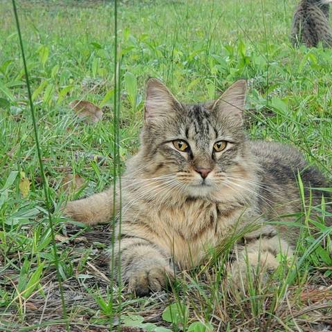Xena