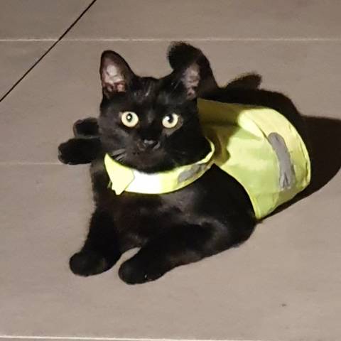 cainou