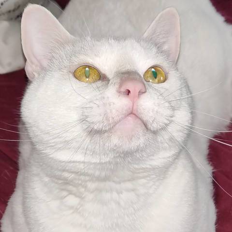 Snowball Chili