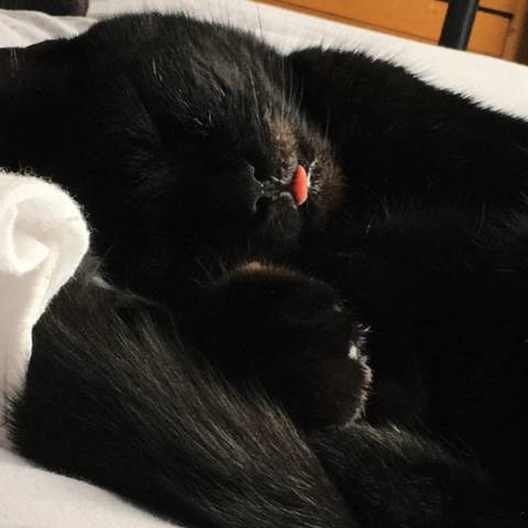Samson/ Sammy