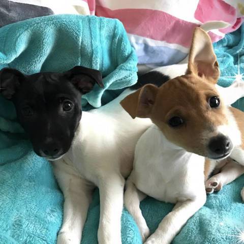 Odie & tucker