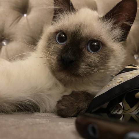 Nina