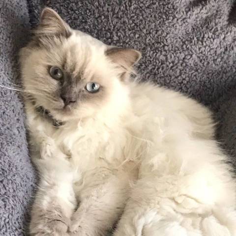 Olaf