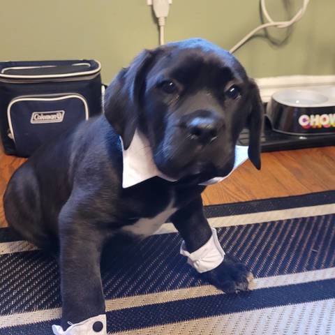 RUGER