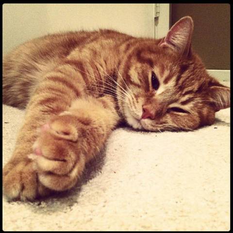 Ollie