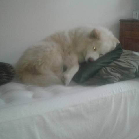 Fluffy