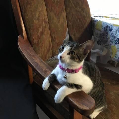 BELLA